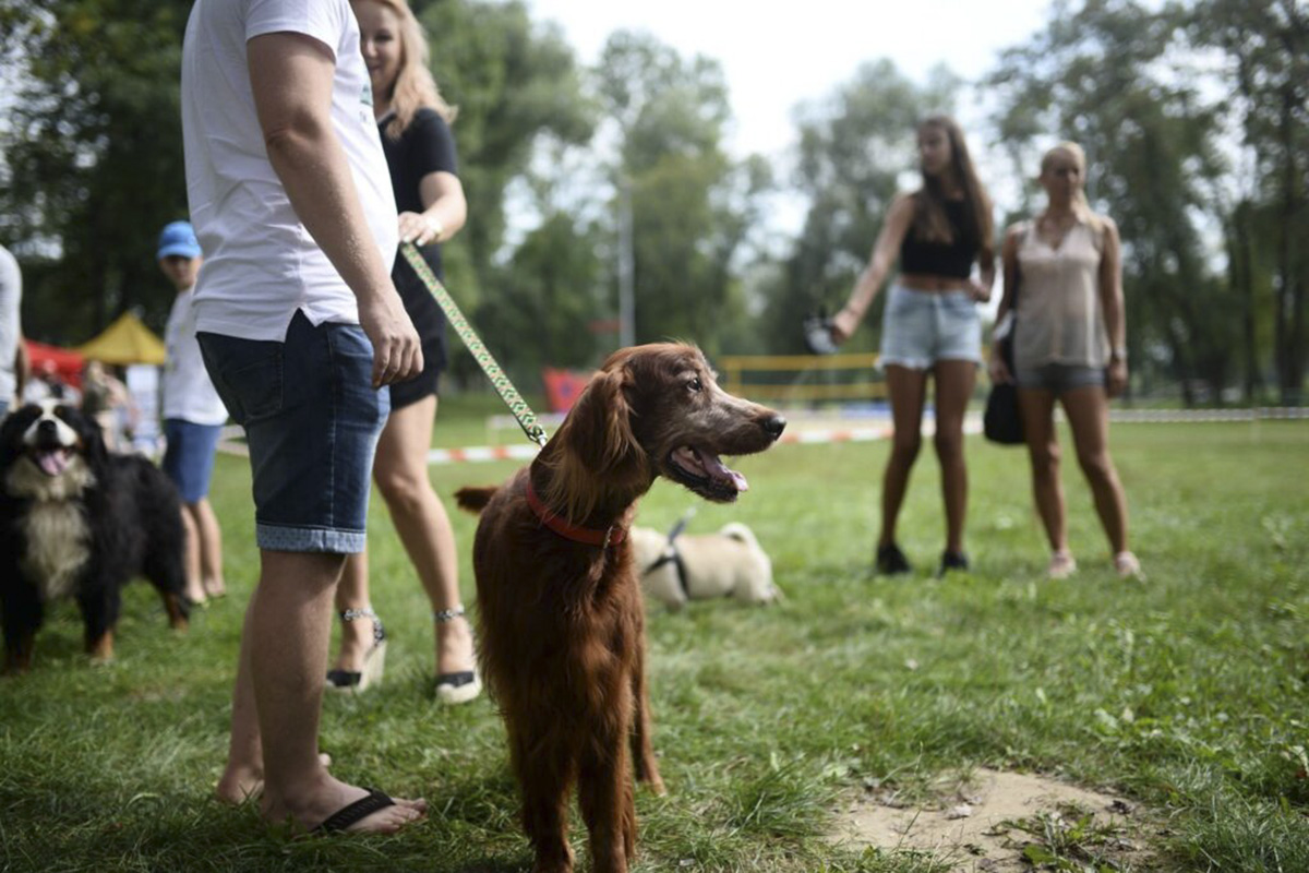  Psi Piknik przy Forcie św. Benedykt! 