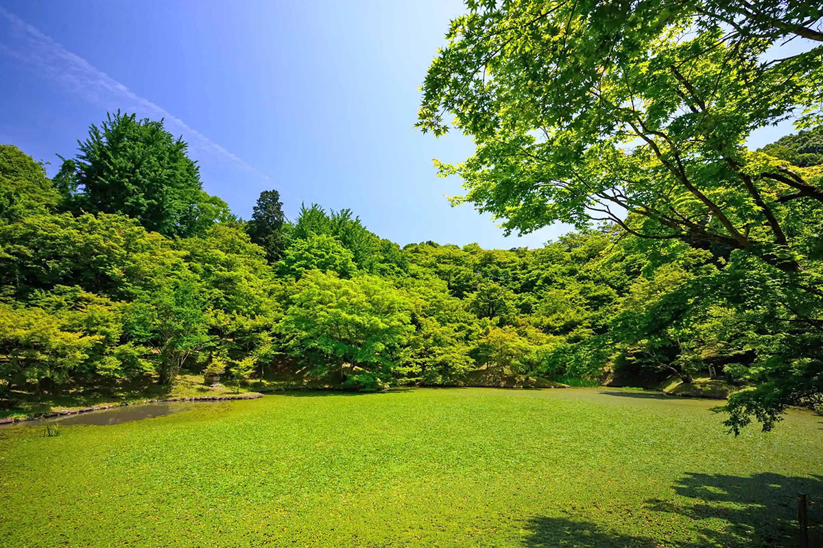 Komisja Zieleni i Ochrony Środowiska